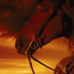 war-horse